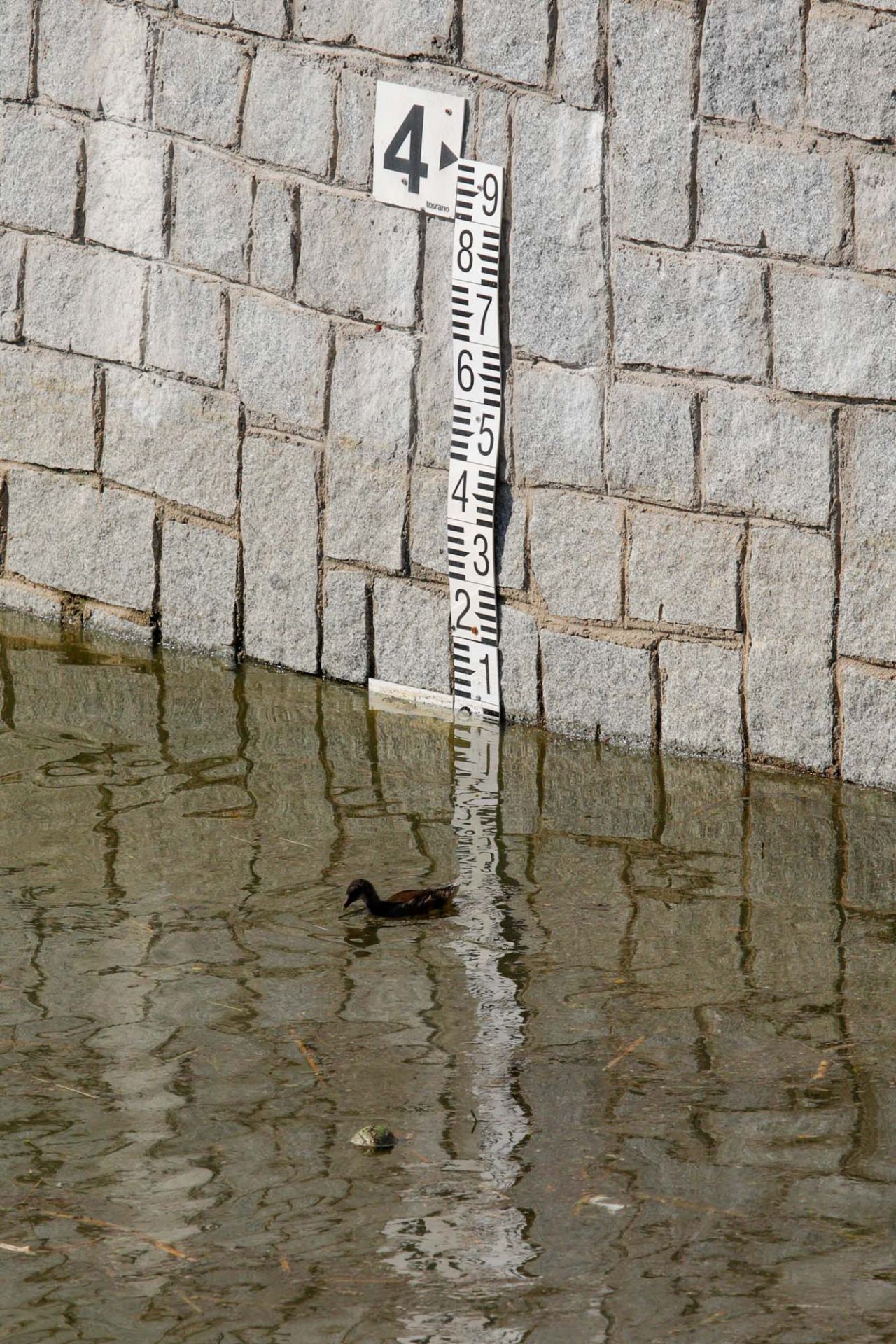 Un polluelo de gallineta junto a la escala de medición del caudal del canal de Madrid Río
