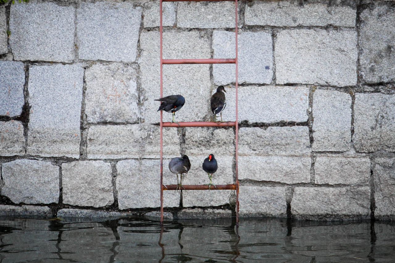 Varios especímenes de gallineta posados en una escala de acceso al canal de Madrid Río.