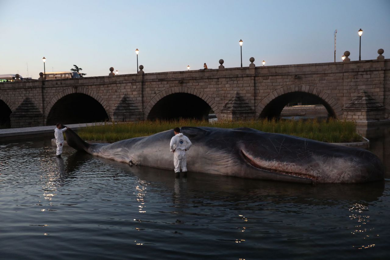 'Whale' es la primera de las más de 200 actividades gratuitas que el programa CiudaDistrito desplegará a lo largo del otoño en los 21 distritos de la ciudad. La programación, dirigida a todo tipo de públicos, abordará disciplinas como música, teatro, talleres, paseos, cuentacuentos o procesos de creación comunitaria.