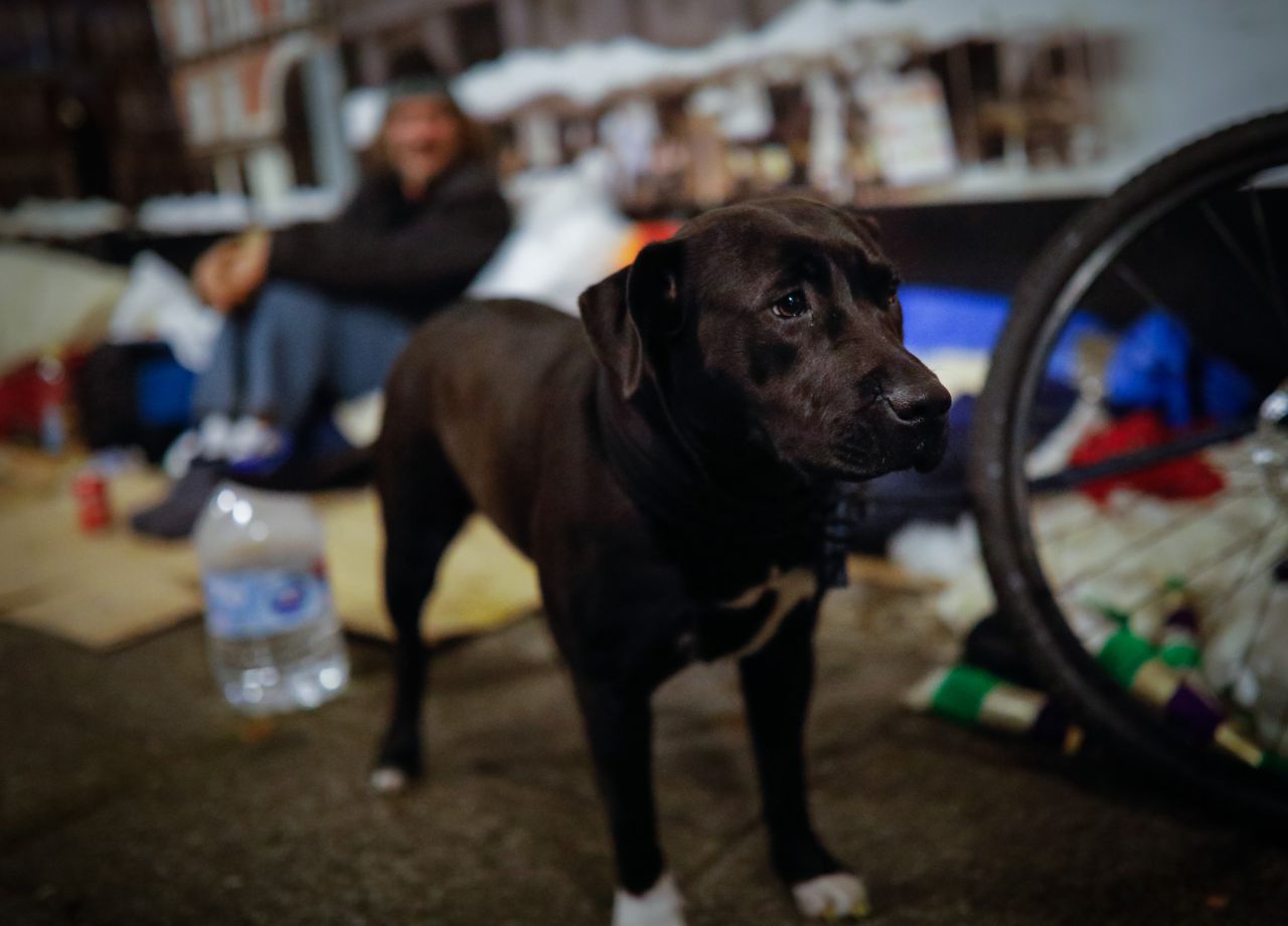 La perra Duquesita, cachorra de 11 meses y fiel compañera de Antonio, (nombre ficticio) vigila los cartones que sirven de resguarda a su dueño.