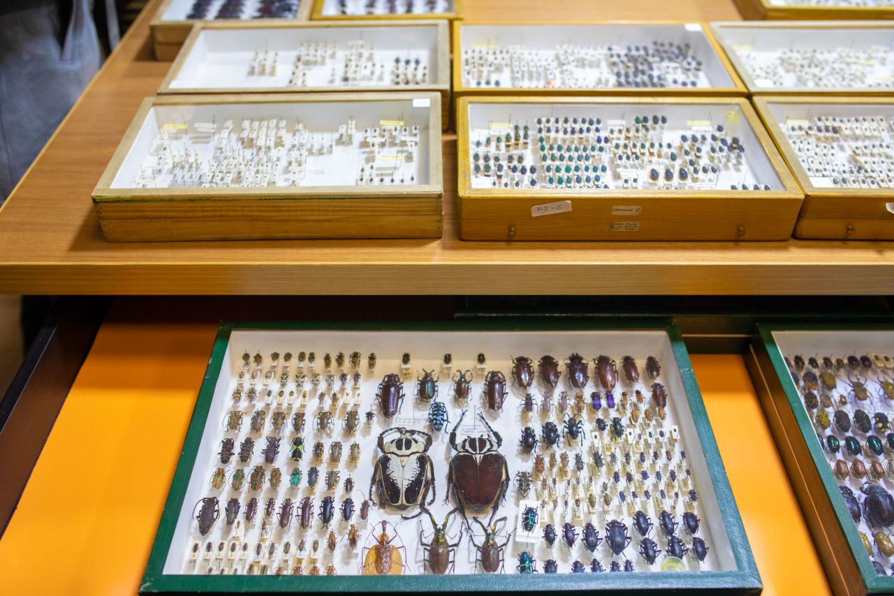 El Ayuntamiento de Madrid ha recibido la donación de la colección de coleópteros y mariposas del entomólogo Manuel Ortego y ha construido el Centro de Entomología Manuel Ortego junto al lago de la Casa de Campo.