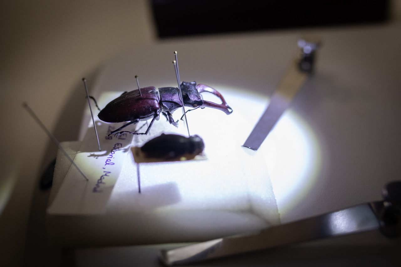 El Ayuntamiento de Madrid ha recibido la donación de la colección de coleópteros y mariposas del entomólogo Manuel Ortego y ha construido el Centro de Entomología Manuel Ortego junto al lago de la Casa de Campo.