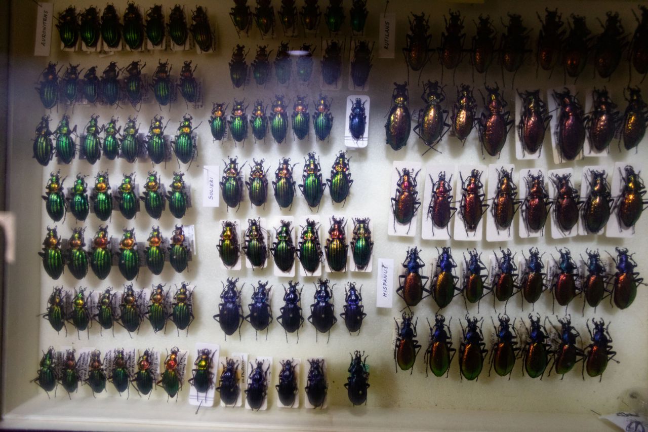 El Ayuntamiento de Madrid ha recibido la donación de la colección de coleópteros y mariposas del entomólogo Manuel Ortego y ha construido el Centro de Entomología Manuel Ortego junto al lago de la Casa de Campo.