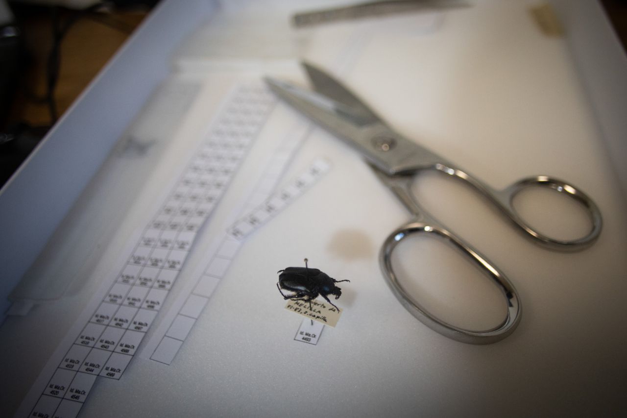 El Ayuntamiento de Madrid ha recibido la donación de la colección de coleópteros y mariposas del entomólogo Manuel Ortego y ha construido el Centro de Entomología Manuel Ortego junto al lago de la Casa de Campo.