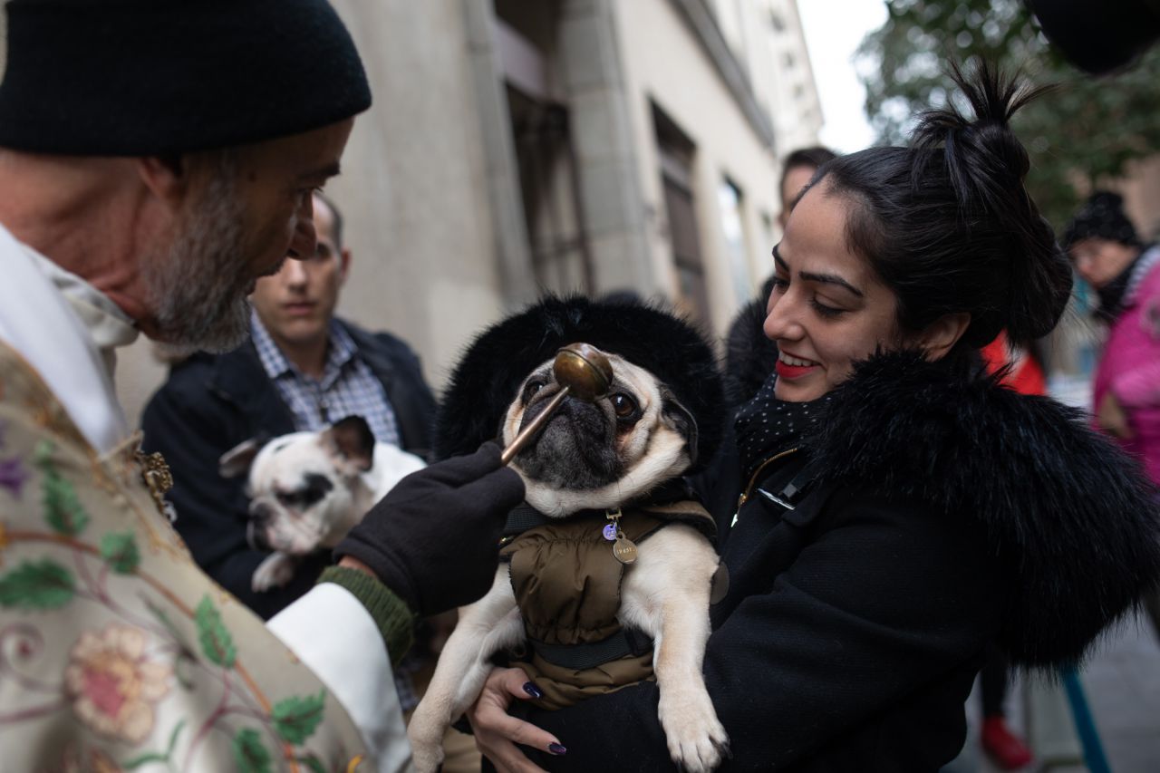 Como cada 17 de enero para celebrar al patrón de los animales, San Antonio Abad, se han congragado a las puertas de la iglesia gestionada por el padre Ángel cientos de madrileños con sus mascotas. Este año el pregón ha corrido a cargo de Eva Amaral y en el mismo ha estado presente la alcaldesa de Madrid, Manuela Carmena.