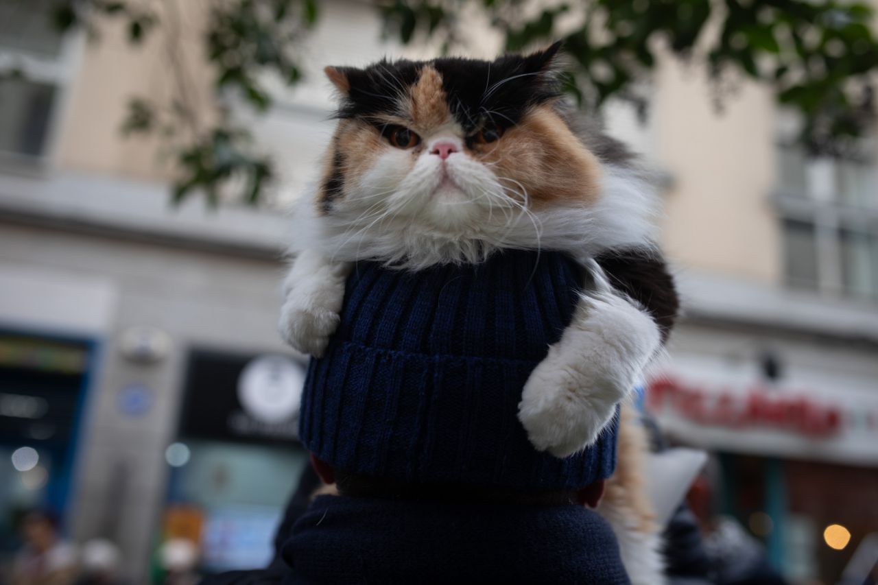 Como cada 17 de enero para celebrar al patrón de los animales, San Antonio Abad, se han congragado a las puertas de la iglesia gestionada por el padre Ángel cientos de madrileños con sus mascotas. Este año el pregón ha corrido a cargo de Eva Amaral y en el mismo ha estado presente la alcaldesa de Madrid, Manuela Carmena.