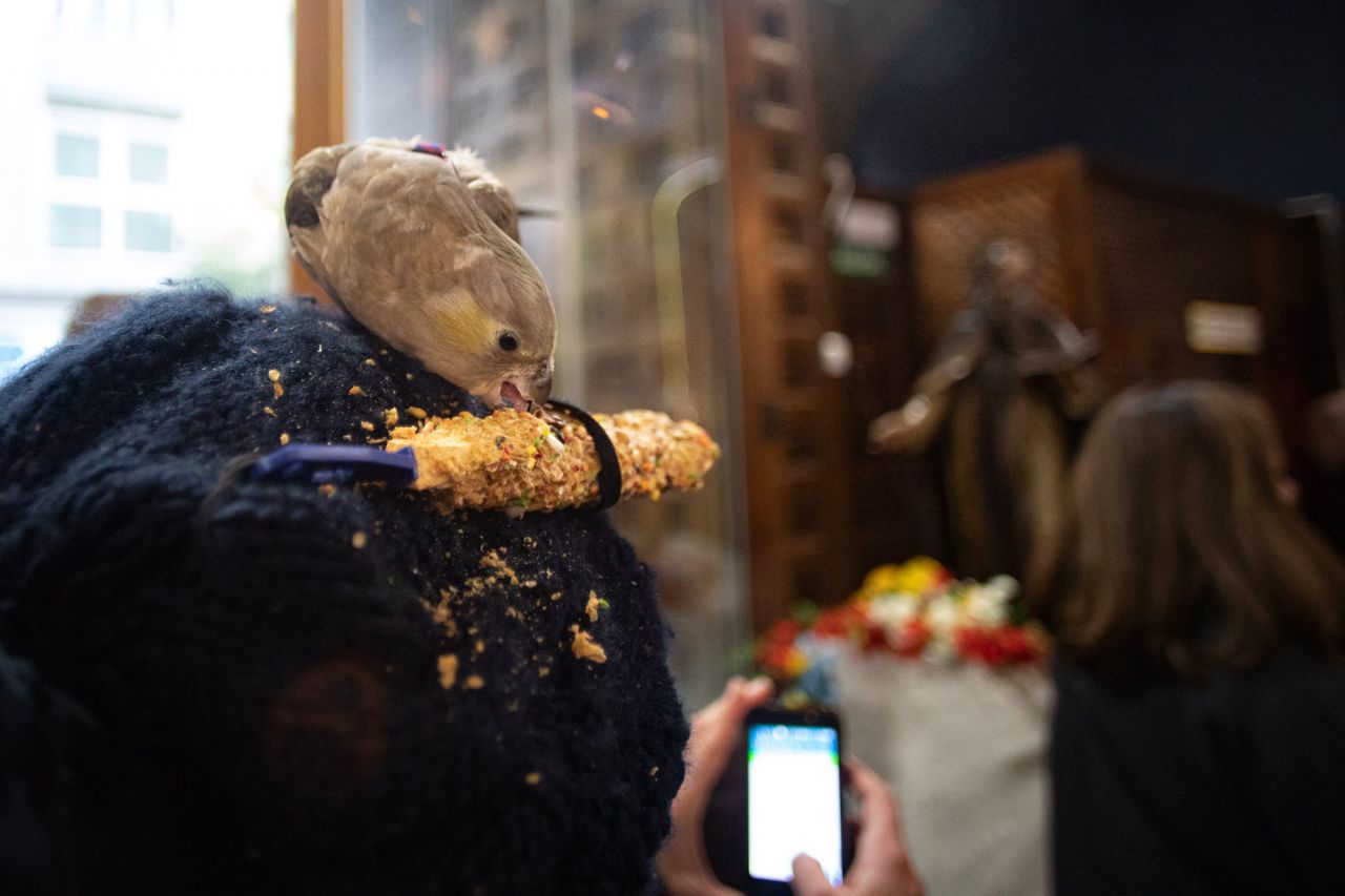 Como cada 17 de enero para celebrar al patrón de los animales, San Antonio Abad, se han congragado a las puertas de la iglesia gestionada por el padre Ángel cientos de madrileños con sus mascotas. Este año el pregón ha corrido a cargo de Eva Amaral y en el mismo ha estado presente la alcaldesa de Madrid, Manuela Carmena.
