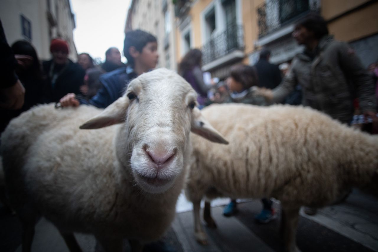Como cada 17 de enero para celebrar al patrón de los animales, San Antonio Abad, se han congragado a las puertas de la iglesia gestionada por el padre Ángel cientos de madrileños con sus mascotas. Este año el pregón ha corrido a cargo de Eva Amaral y en el mismo ha estado presente la alcaldesa de Madrid, Manuela Carmena.