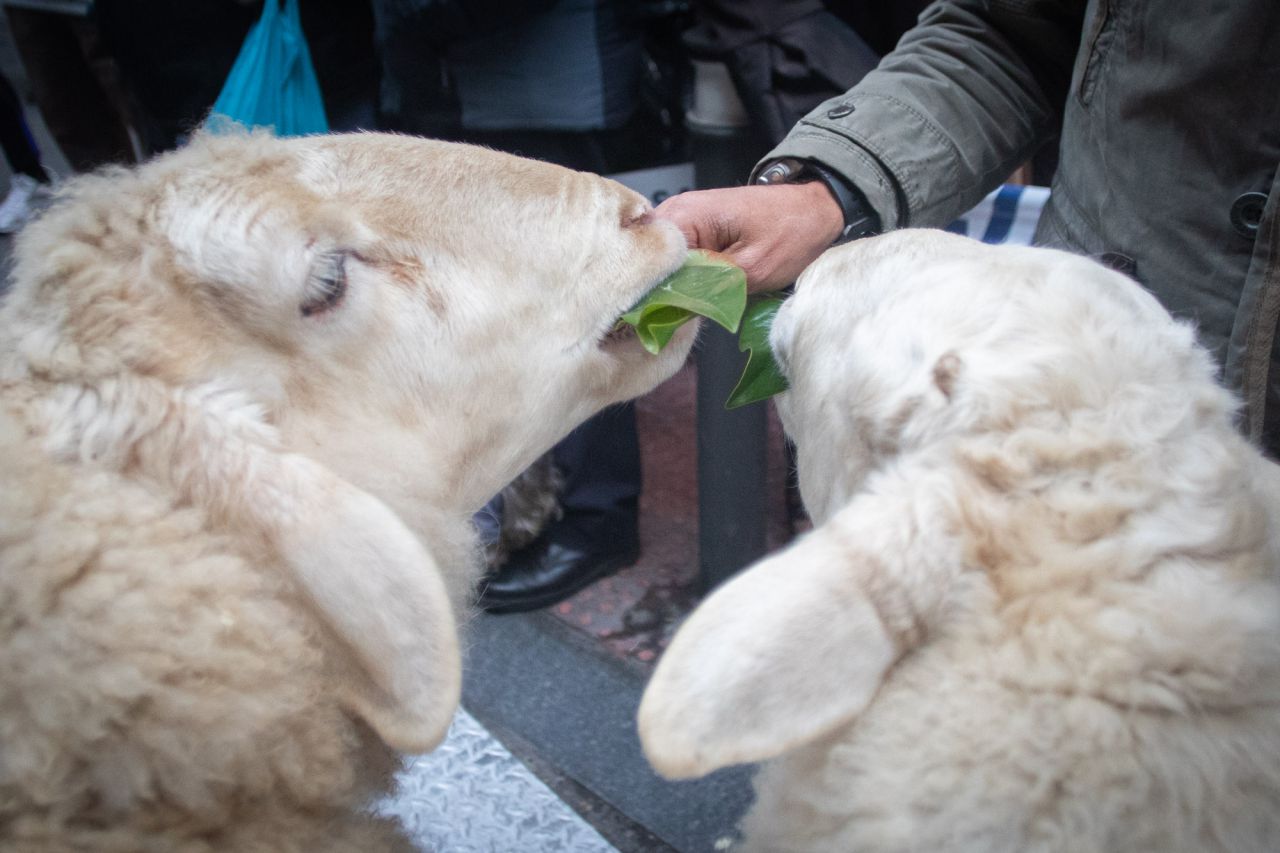 Como cada 17 de enero para celebrar al patrón de los animales, San Antonio Abad, se han congragado a las puertas de la iglesia gestionada por el padre Ángel cientos de madrileños con sus mascotas. Este año el pregón ha corrido a cargo de Eva Amaral y en el mismo ha estado presente la alcaldesa de Madrid, Manuela Carmena.