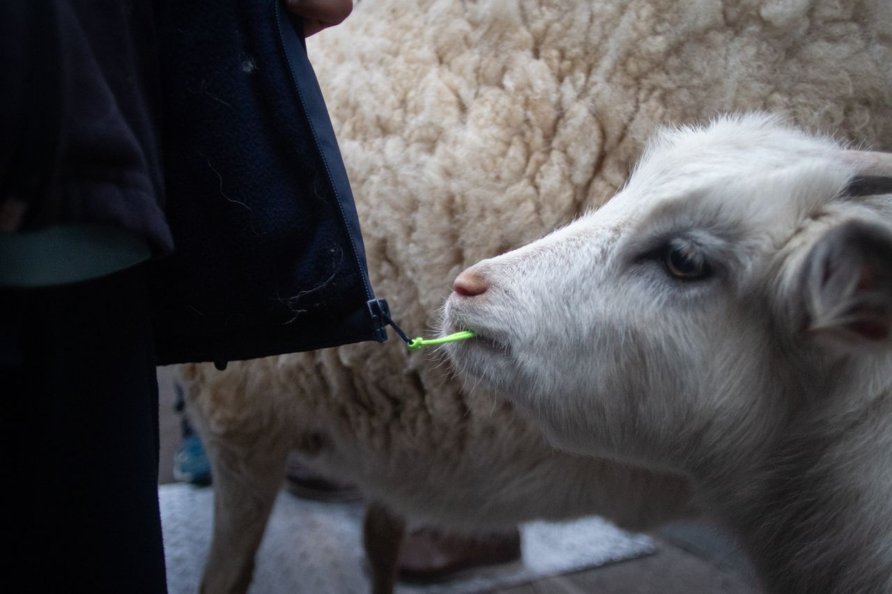 Como cada 17 de enero para celebrar al patrón de los animales, San Antonio Abad, se han congragado a las puertas de la iglesia gestionada por el padre Ángel cientos de madrileños con sus mascotas. Este año el pregón ha corrido a cargo de Eva Amaral y en el mismo ha estado presente la alcaldesa de Madrid, Manuela Carmena.