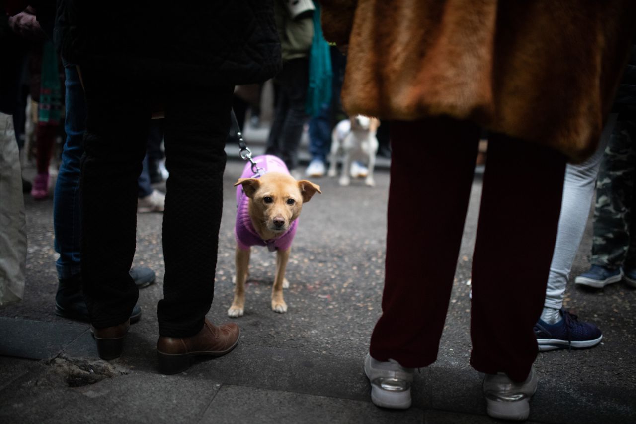 Como cada 17 de enero para celebrar al patrón de los animales, San Antonio Abad, se han congragado a las puertas de la iglesia gestionada por el padre Ángel cientos de madrileños con sus mascotas. Este año el pregón ha corrido a cargo de Eva Amaral y en el mismo ha estado presente la alcaldesa de Madrid, Manuela Carmena.