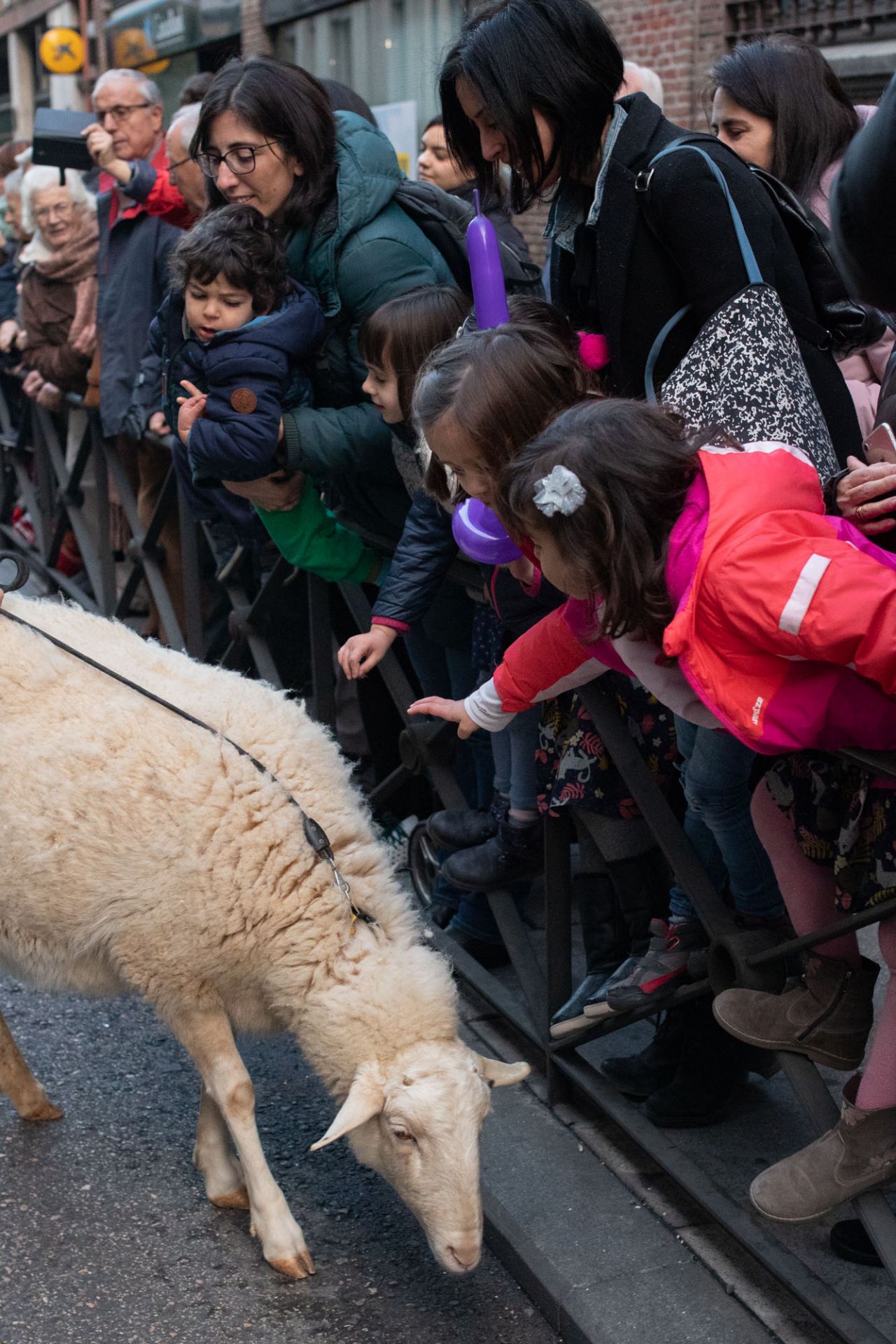 Como cada 17 de enero para celebrar al patrón de los animales, San Antonio Abad, se han congragado a las puertas de la iglesia gestionada por el padre Ángel cientos de madrileños con sus mascotas. Este año el pregón ha corrido a cargo de Eva Amaral y en el mismo ha estado presente la alcaldesa de Madrid, Manuela Carmena.
