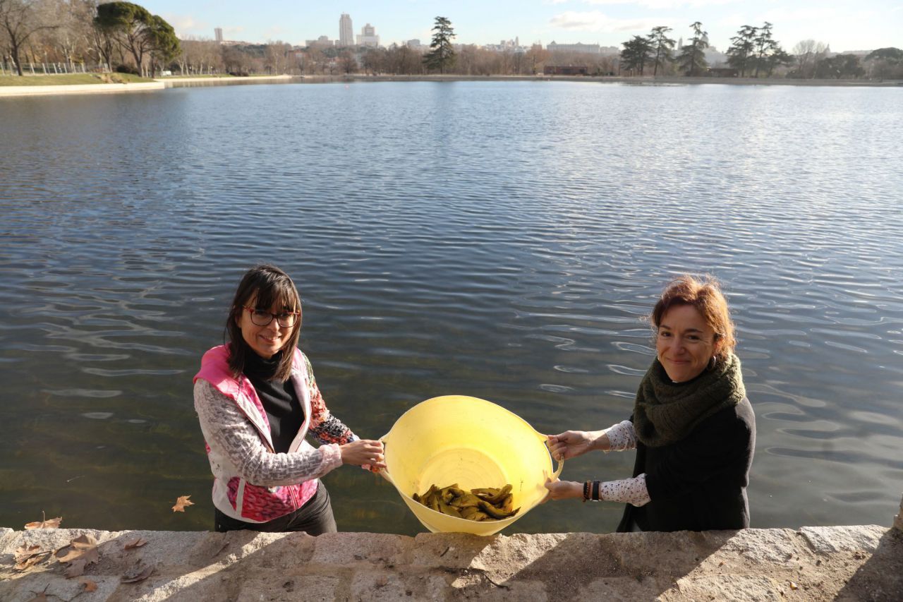 Suelta de tencas en el lago de la Casa de Campo.