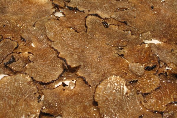 Carpaccio de trufa negra