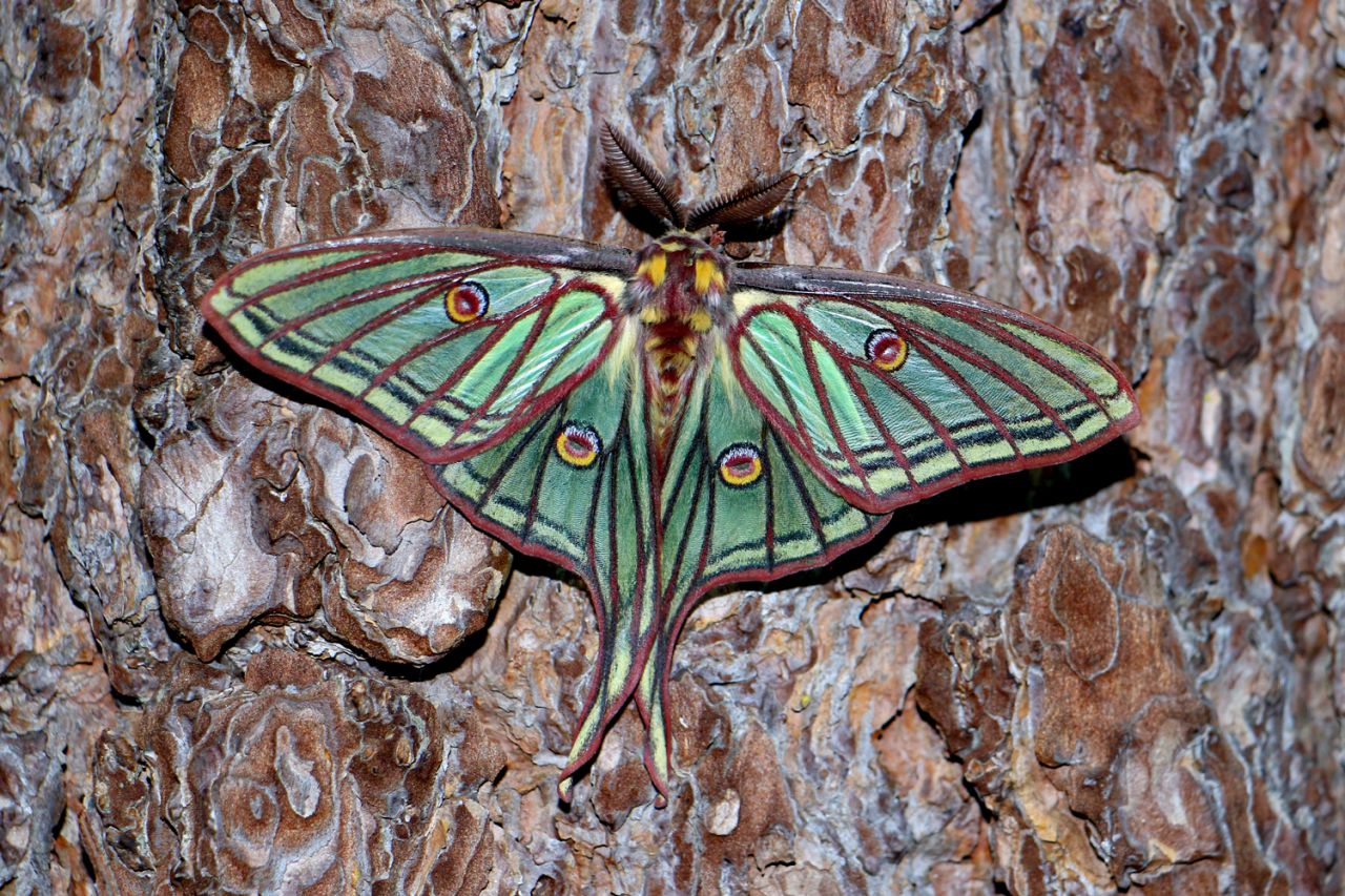 La mariposa isabelina es el emblema de la Sierra de Guadarrama. 
