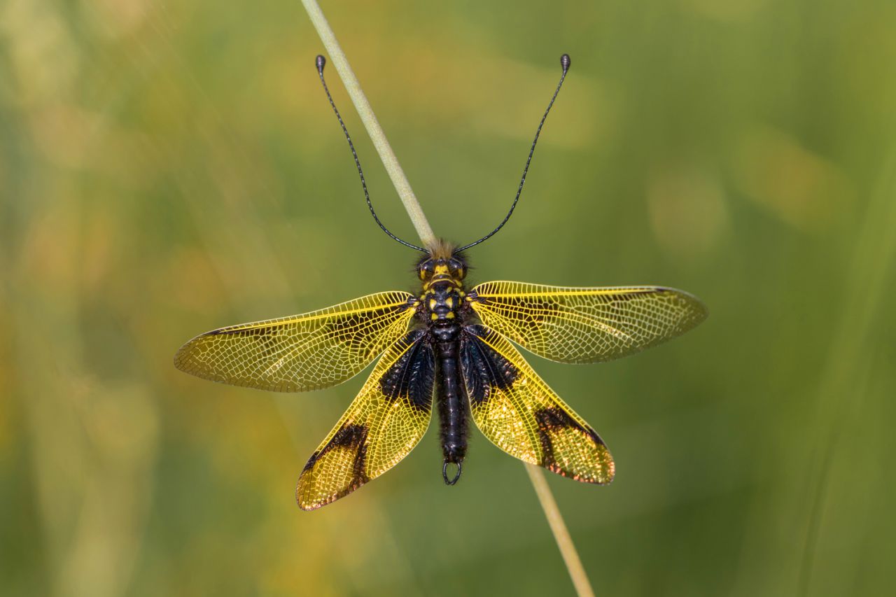 Los neurópteros son unos insectos realmente fascinantes. 
