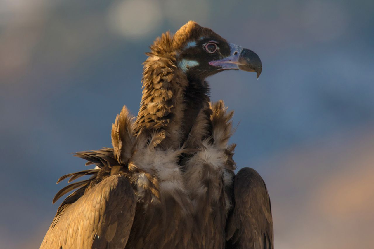 El buitre negro es la mayor de nuestras rapaces. 