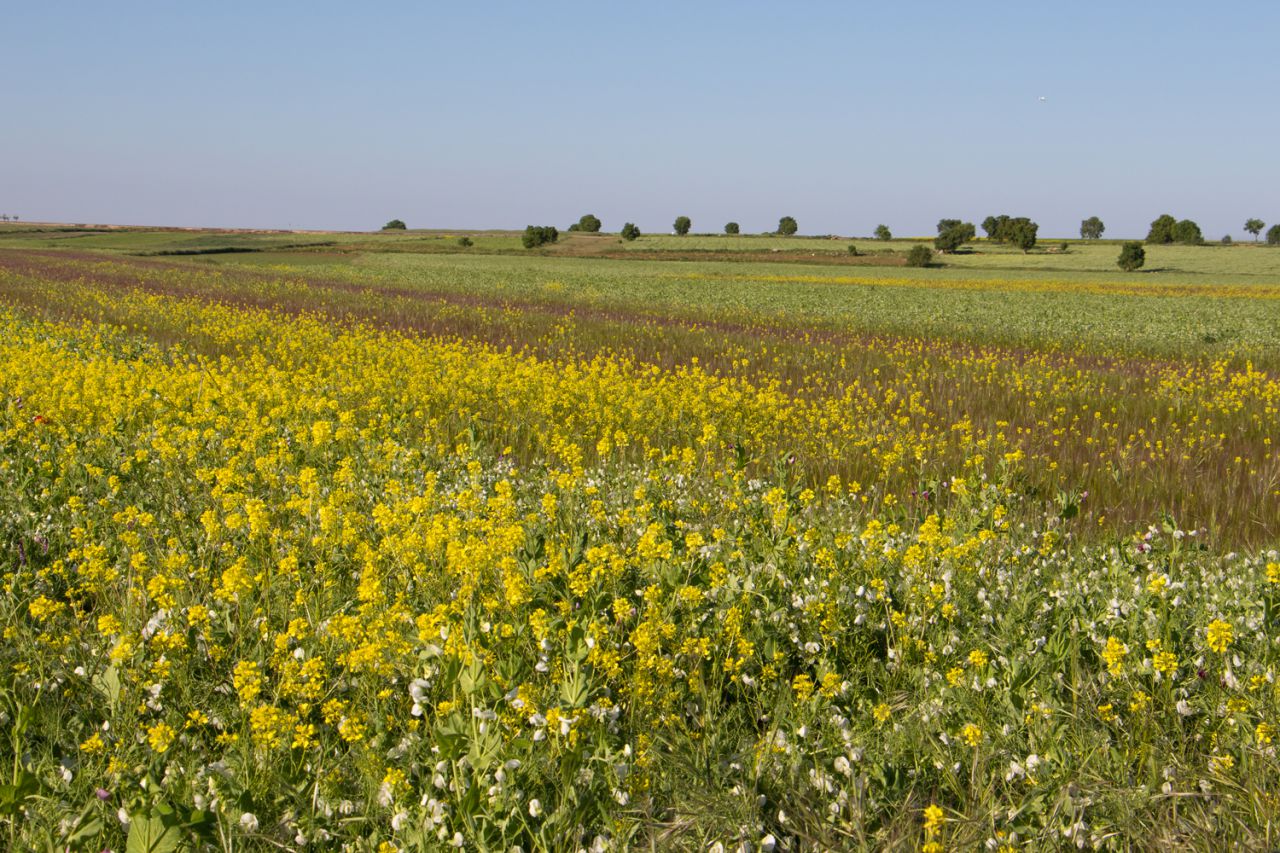 Los cultivos de la Alcarria madrileña albergan numerosas aves esteparias. 