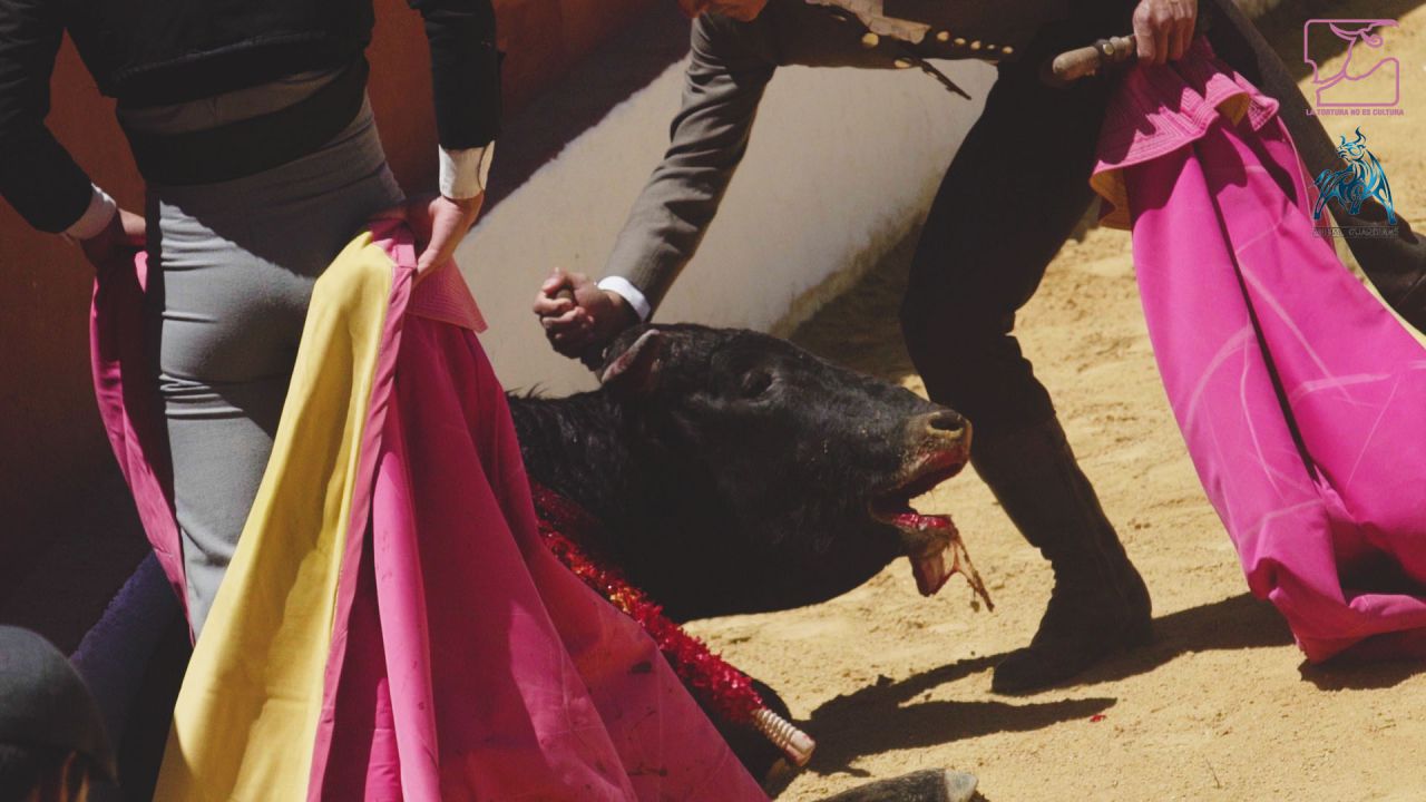 En segundo lugar, porque las becerradas normalmente lidian personas inexpertas, ya sean estudiantes de escuelas de tauromaquia, aficionados o público en general, que clavan los instrumentos de tortura en lugares indebidos, a menudo extrayéndolos y clavándolos una y otra vez tras intentos infructuosos.
