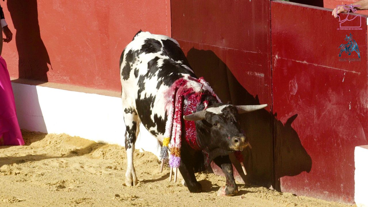 El vídeo difundido por los animalistas contiene  imágenes que las organizaciones de 