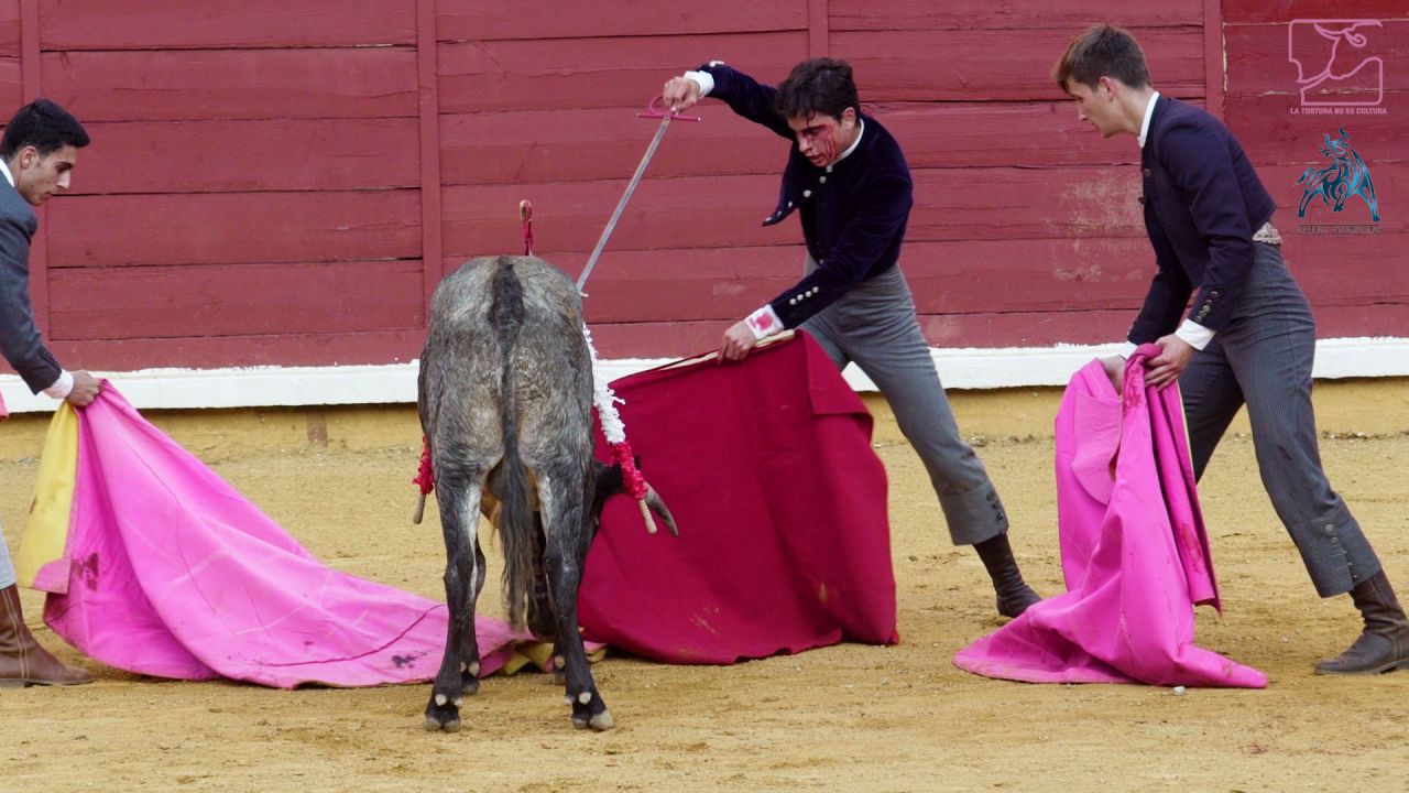 Por eso, los animalistas han lanzado una campaña con el hastag #BastaBecerradas, con la que pretenden seguir la estela de la prohibición del Toro de la Vega. 