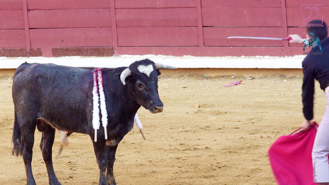 En primer lugar, porque el sufrimiento físico y psíquico de las corridas de toros se ve incrementada por la mayor fragilidad, reducida capacidad de reacción y desesperada necesidad de sentirse protegidos por su madre y su manada en estos animales tan jóvenes.
