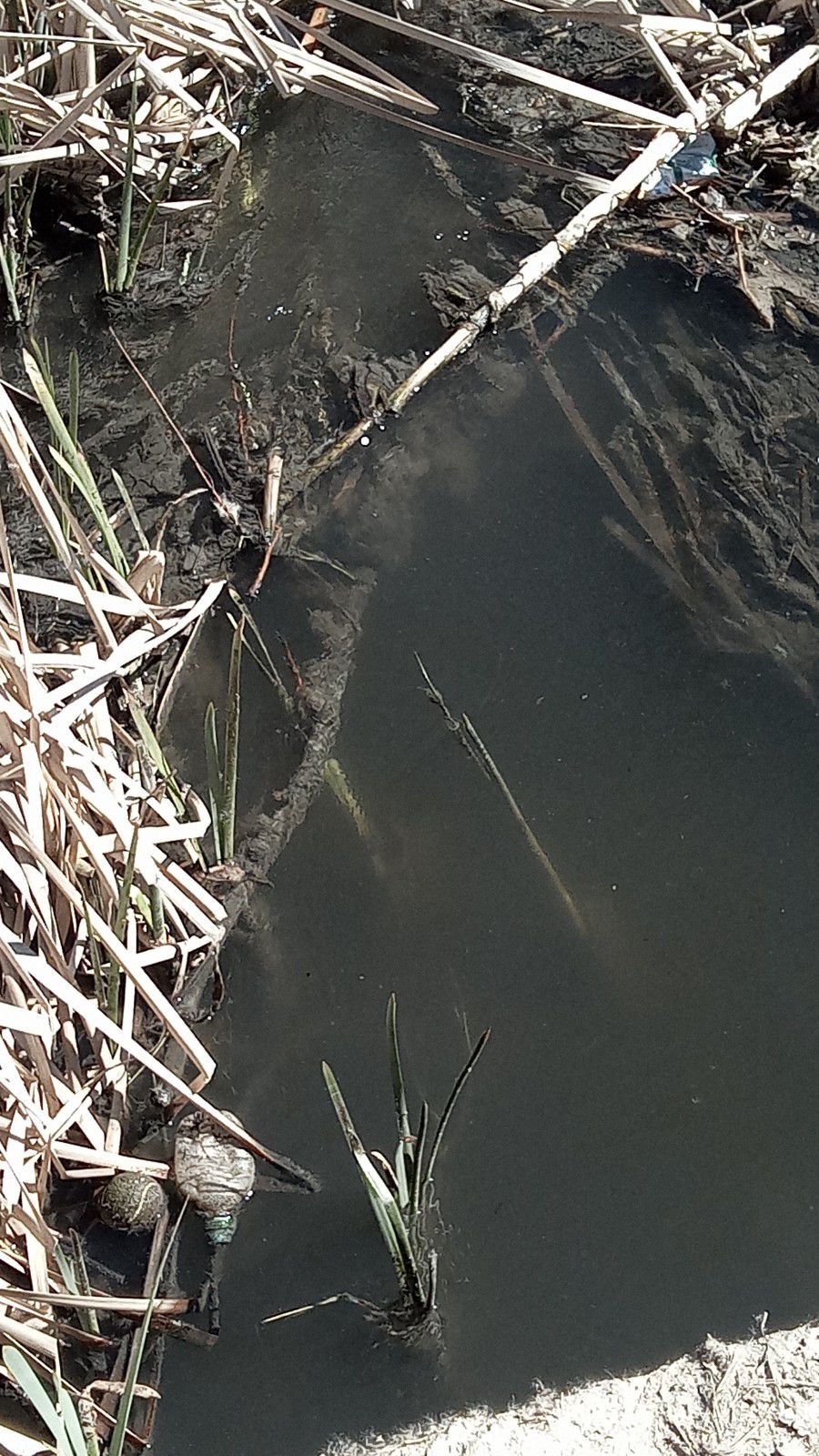 Vertidos contaminantes en el río Guadalix.