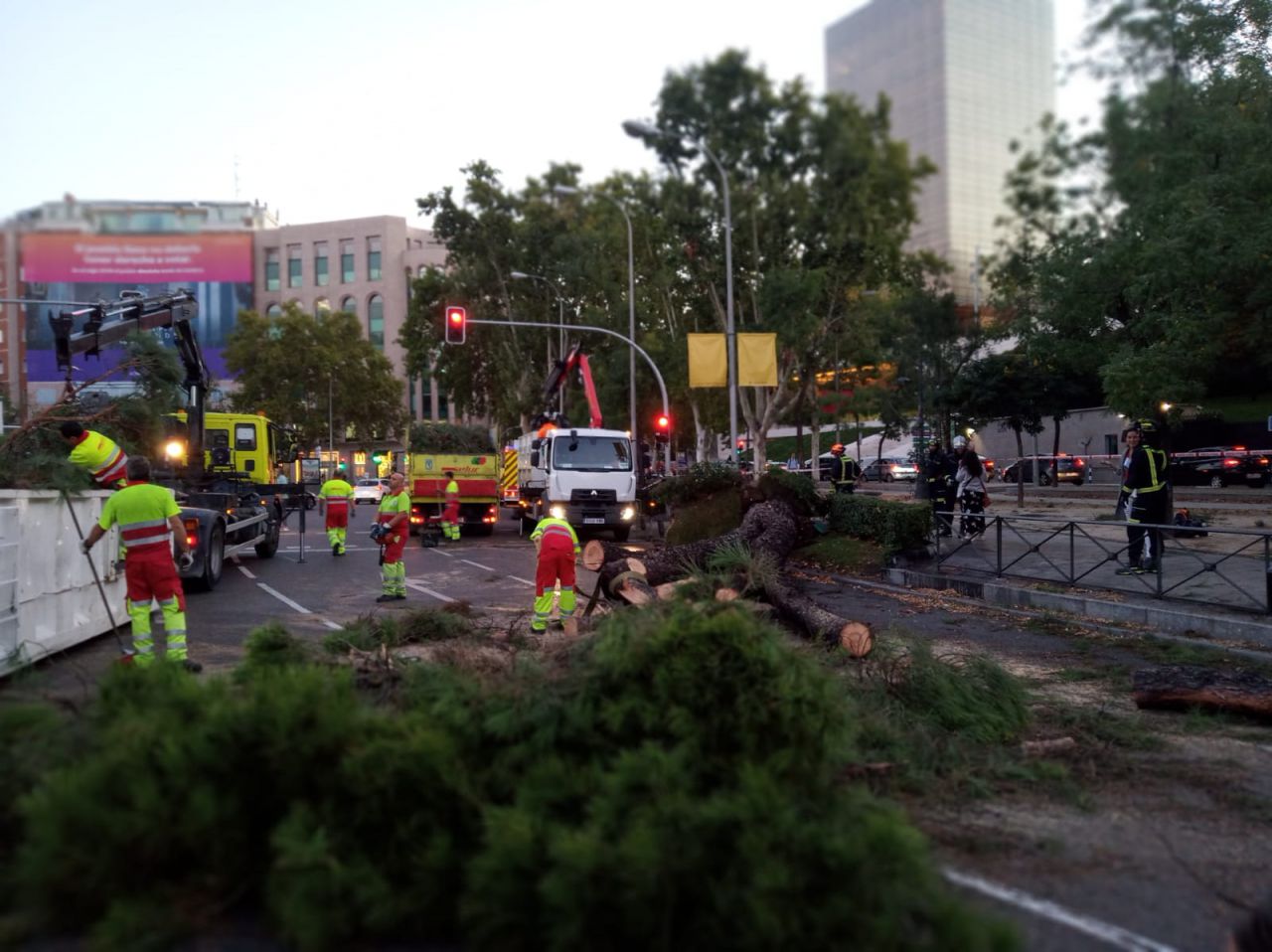 La caída de un árbol de 15 metros provoca el corte del tráfico en el Paseo de la Castellana.