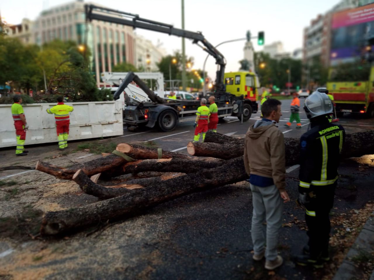 La caída de un árbol de 15 metros provoca el corte del tráfico en el Paseo de la Castellana.