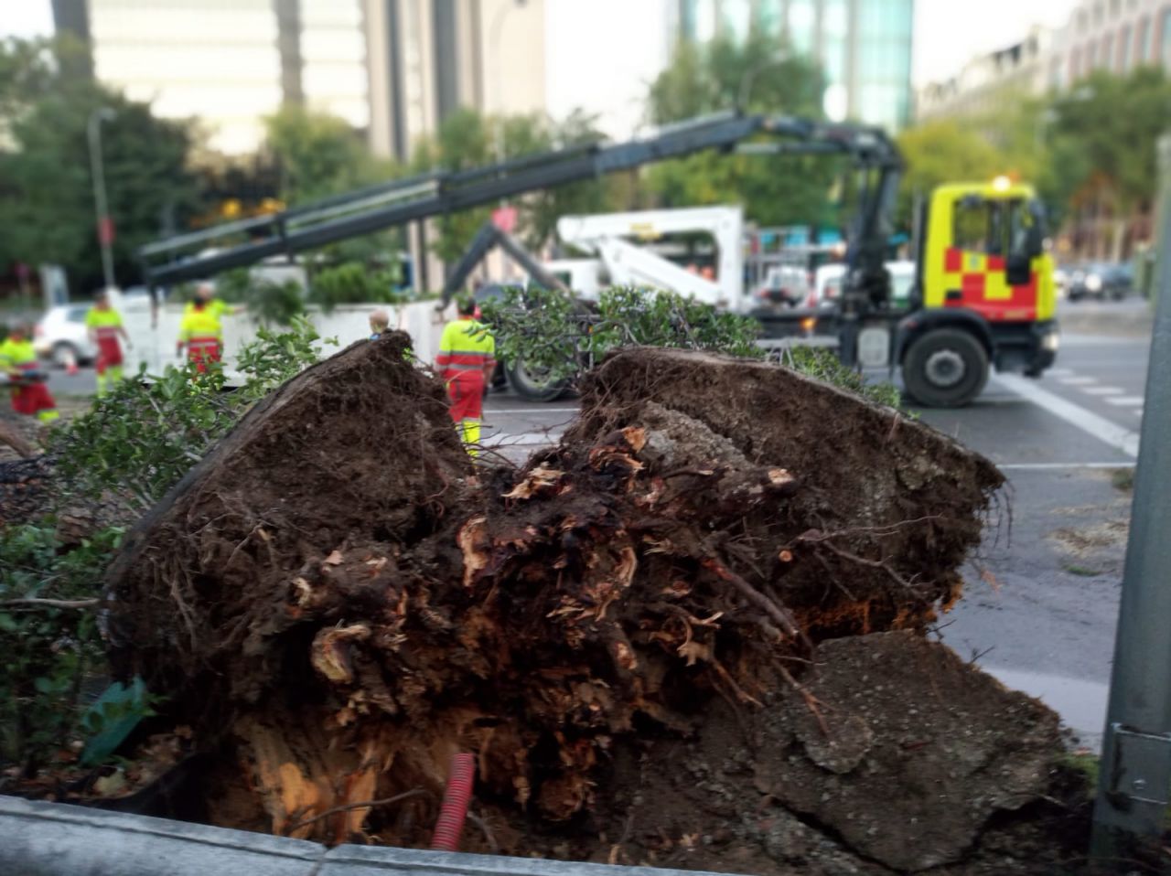 La caída de un árbol de 15 metros provoca el corte del tráfico en el Paseo de la Castellana.