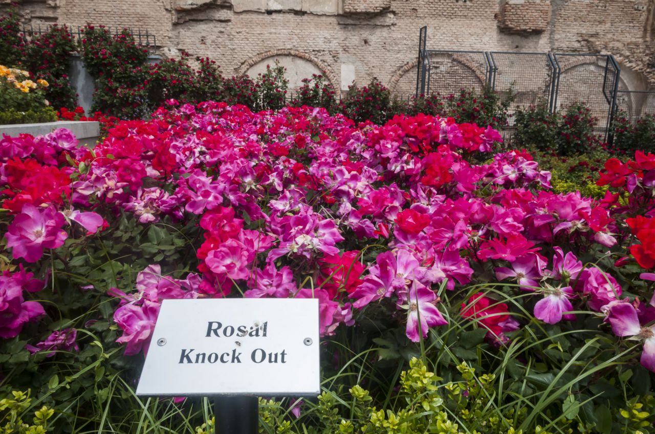 Flores,rosas,gente ve, este año