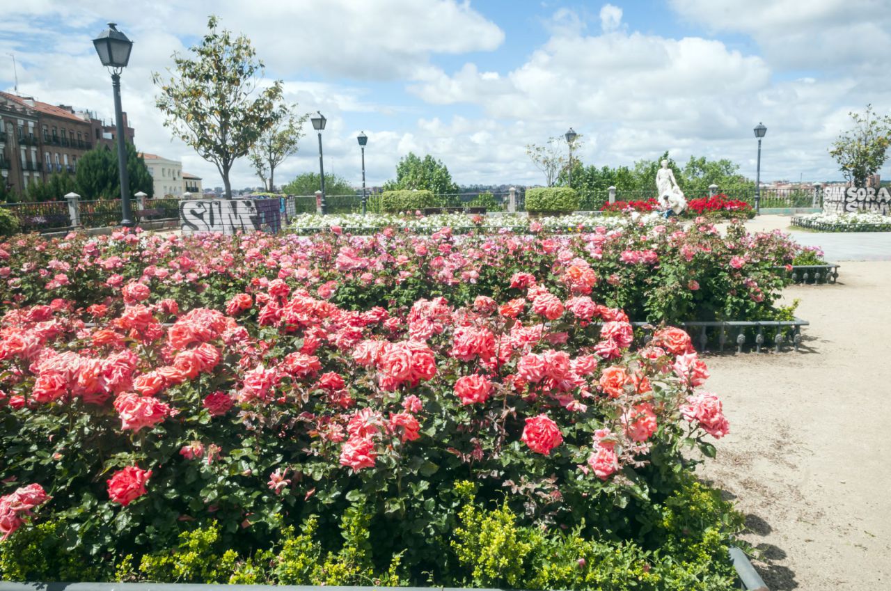 Flores,rosas,gente ve, este año
