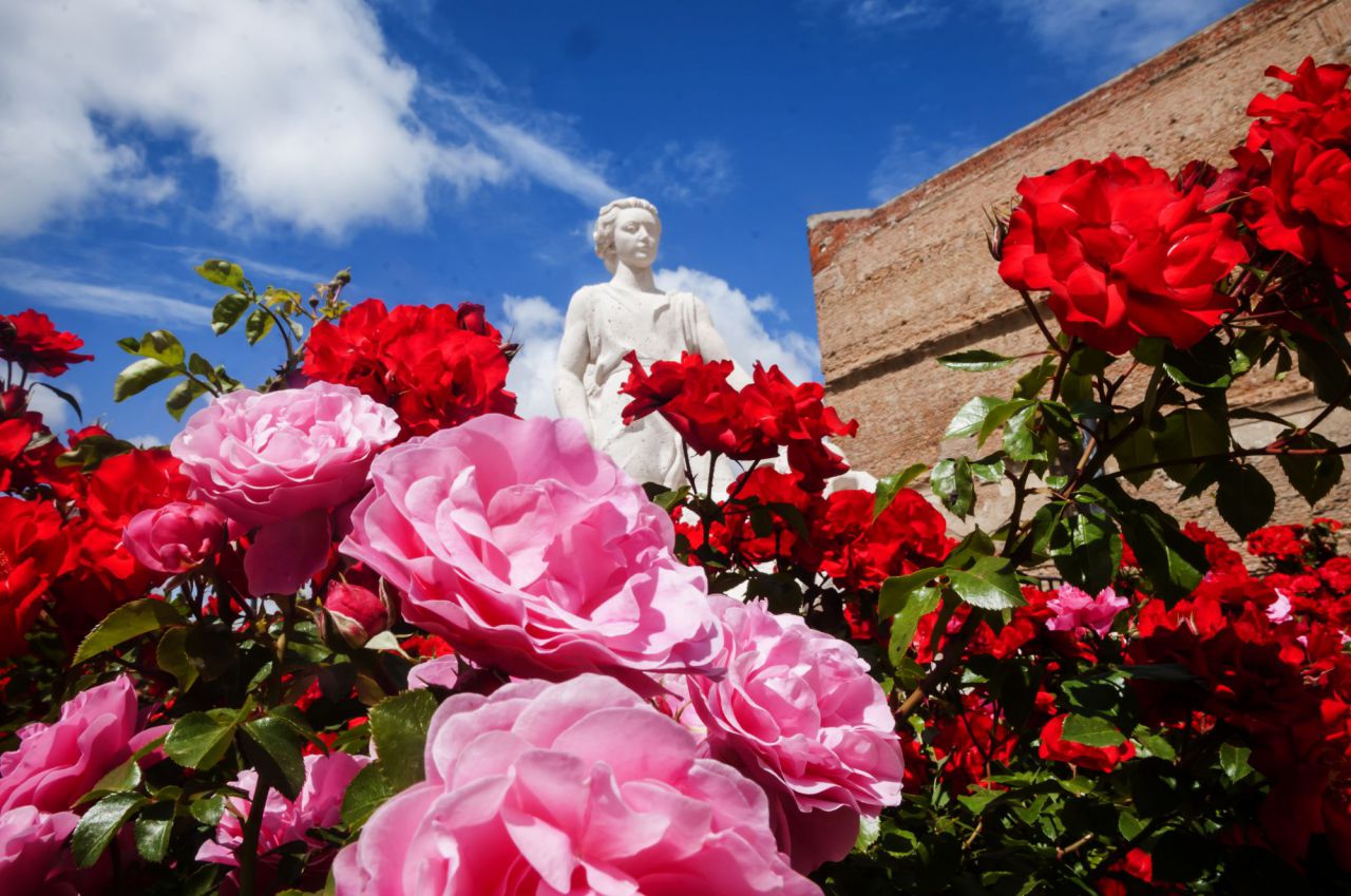Flores,rosas,gente ve, este año