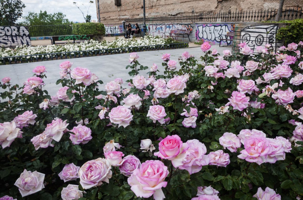 Flores,rosas,gente ve, este año