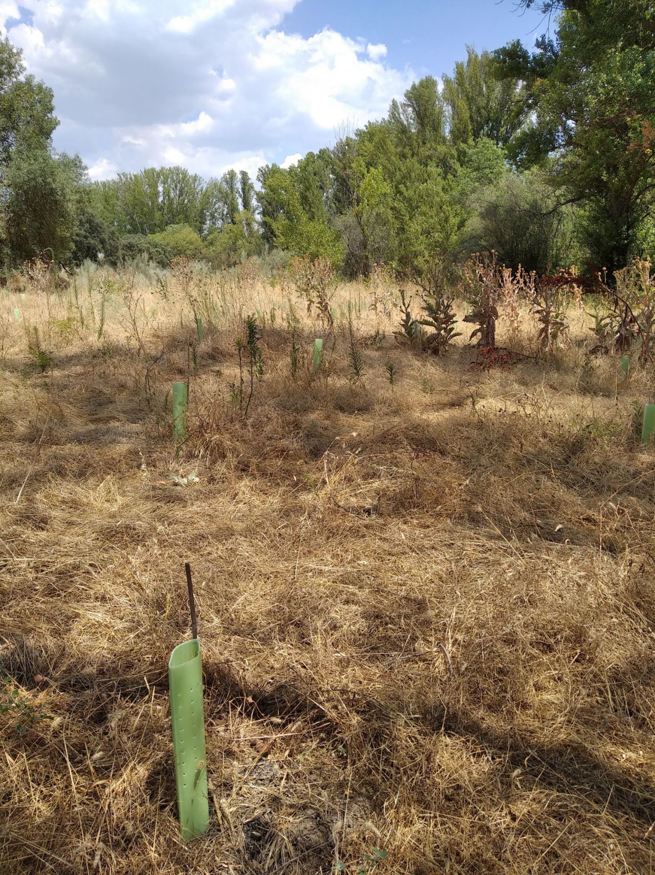 Ecologistas en Acción denuncian que se ha secado el 90 por ciento de los árboles de una repoblación en el Parque de Guadarrama
