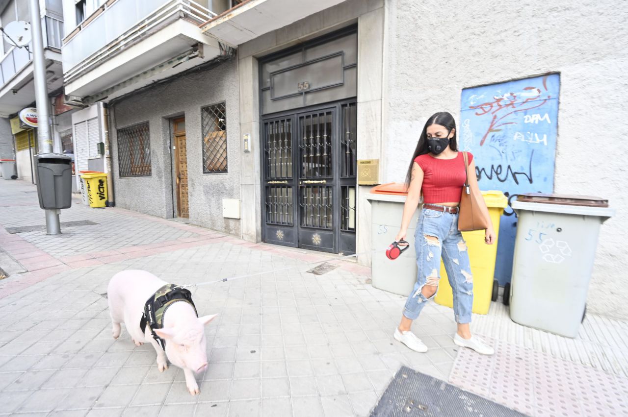 Beicon un cerdito de año y medio. que es muy famoso en la Elina en la zona del Parque de Arriaga con su dueña  Sara