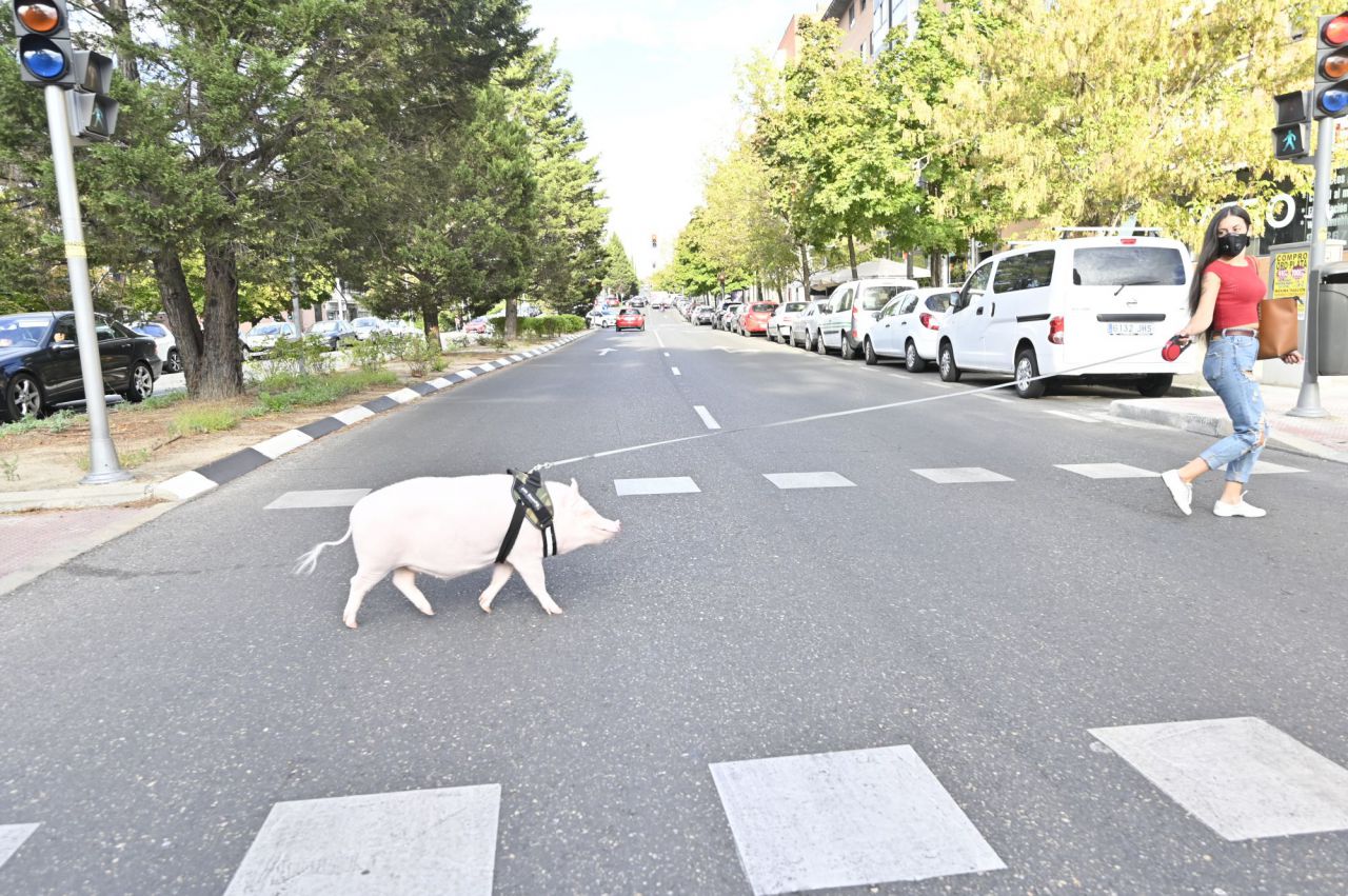 Beicon un cerdito de año y medio. que es muy famoso en la Elina en la zona del Parque de Arriaga con su dueña  Sara