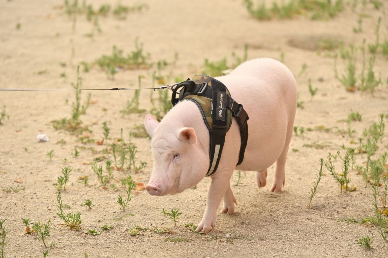 Beicon un cerdito de año y medio. que es muy famoso en la Elina en la zona del Parque de Arriaga con su dueña  Sara