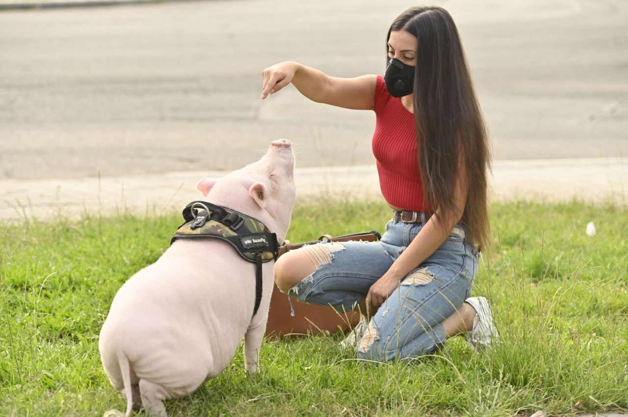 Beicon un cerdito de año y medio. que es muy famoso en la Elina en la zona del Parque de Arriaga con su dueña  Sara