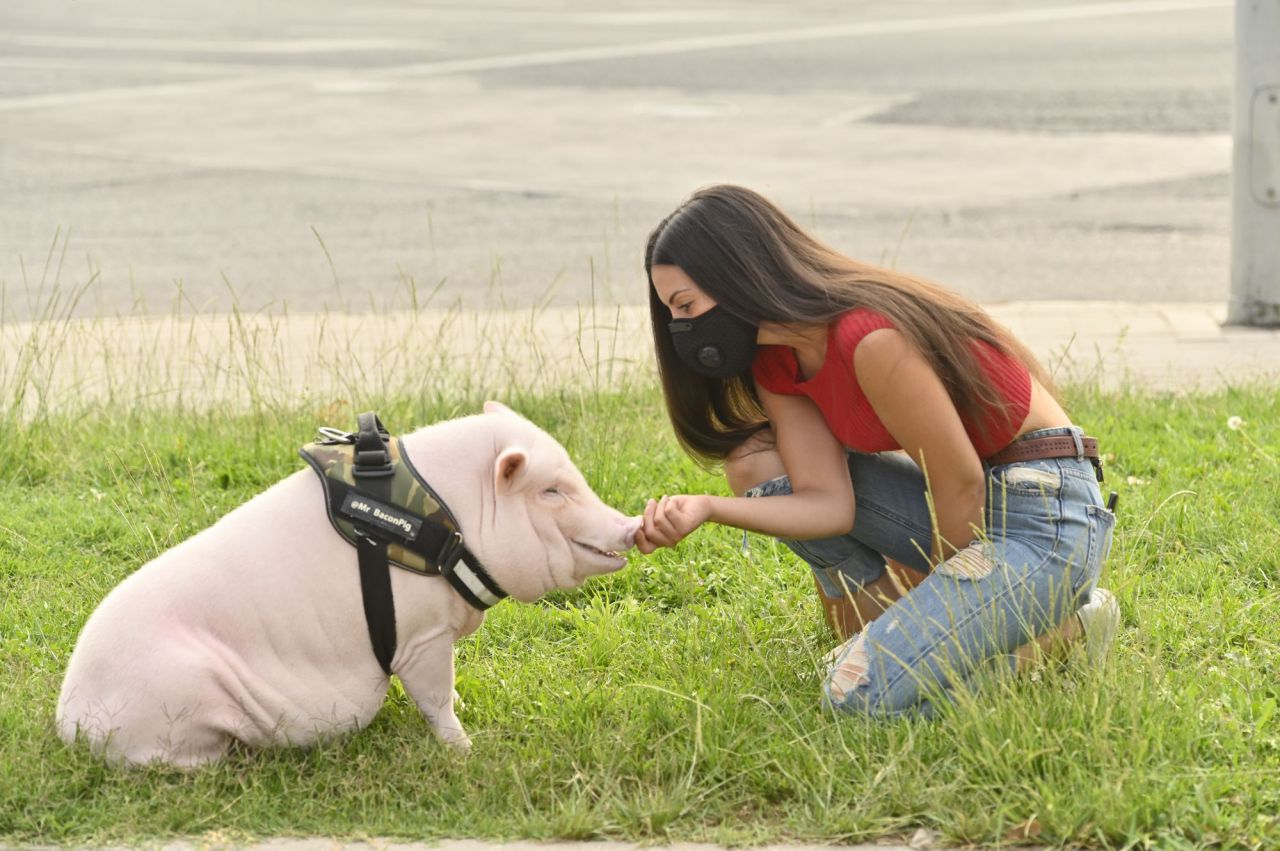 Beicon un cerdito de año y medio. que es muy famoso en la Elina en la zona del Parque de Arriaga con su dueña  Sara