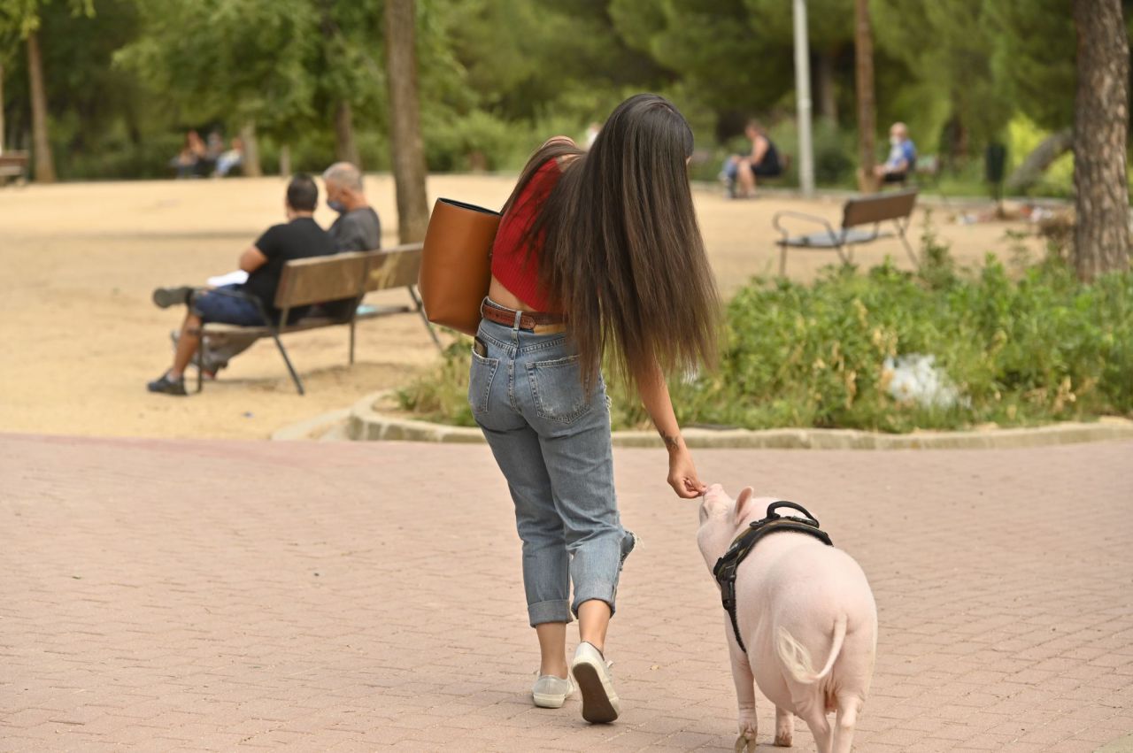 Beicon un cerdito de año y medio. que es muy famoso en la Elina en la zona del Parque de Arriaga con su dueña  Sara