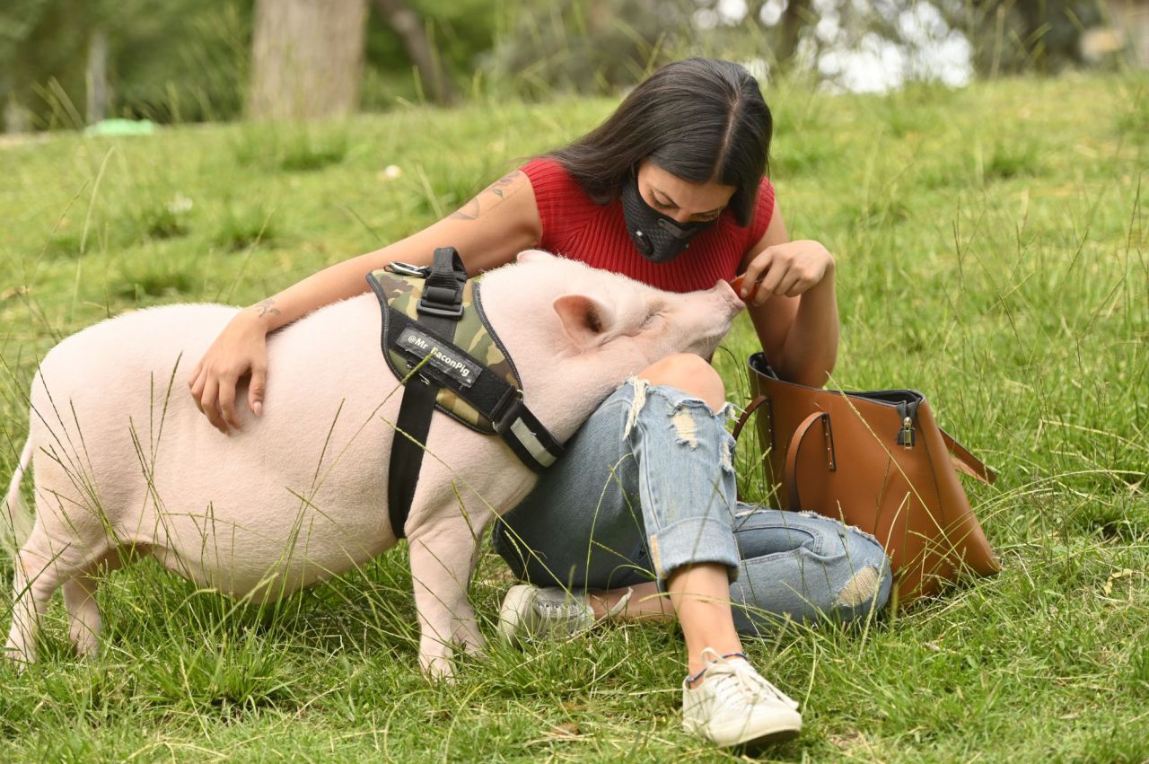Beicon un cerdito de año y medio. que es muy famoso en la Elina en la zona del Parque de Arriaga con su dueña  Sara