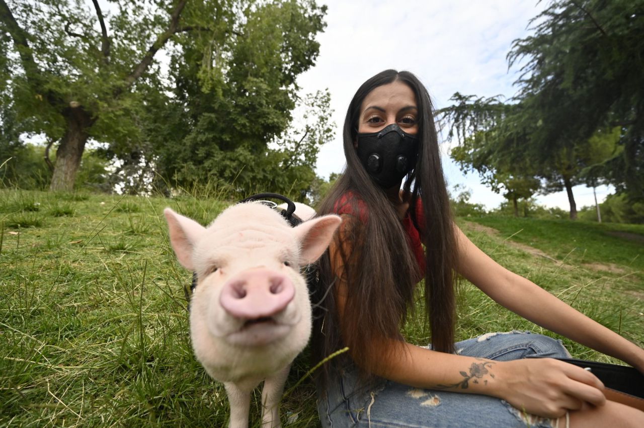 Beicon un cerdito de año y medio. que es muy famoso en la Elina en la zona del Parque de Arriaga con su dueña  Sara