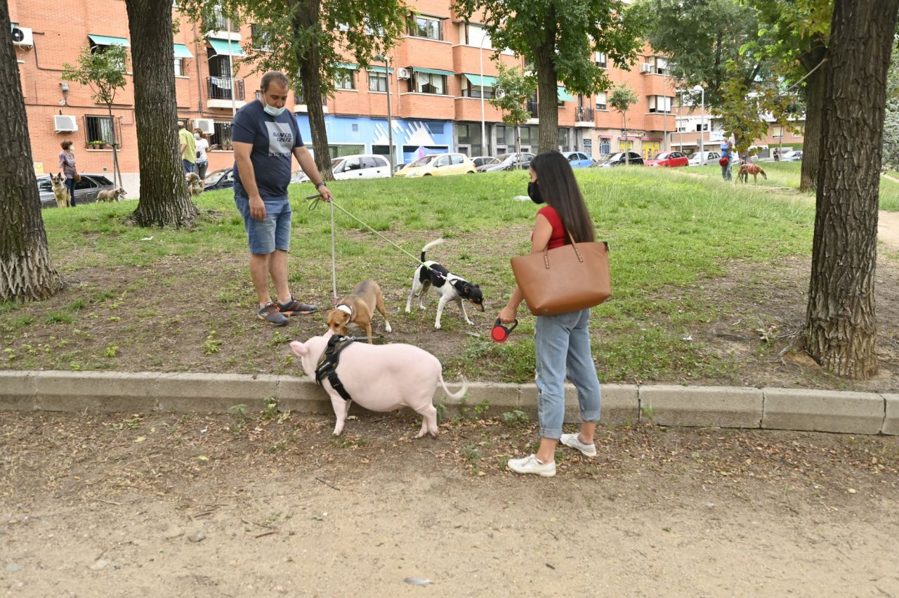 Beicon un cerdito de año y medio. que es muy famoso en la Elina en la zona del Parque de Arriaga con su dueña  Sara