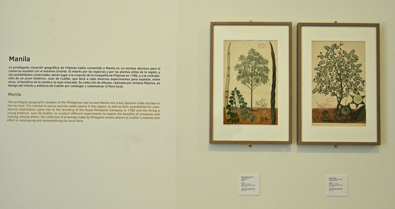 Platantas,botanico,laminas