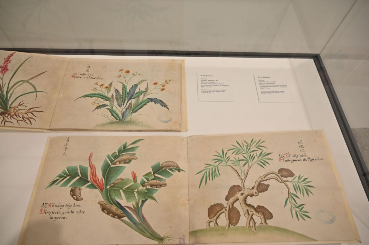 Platantas,botanico,laminas