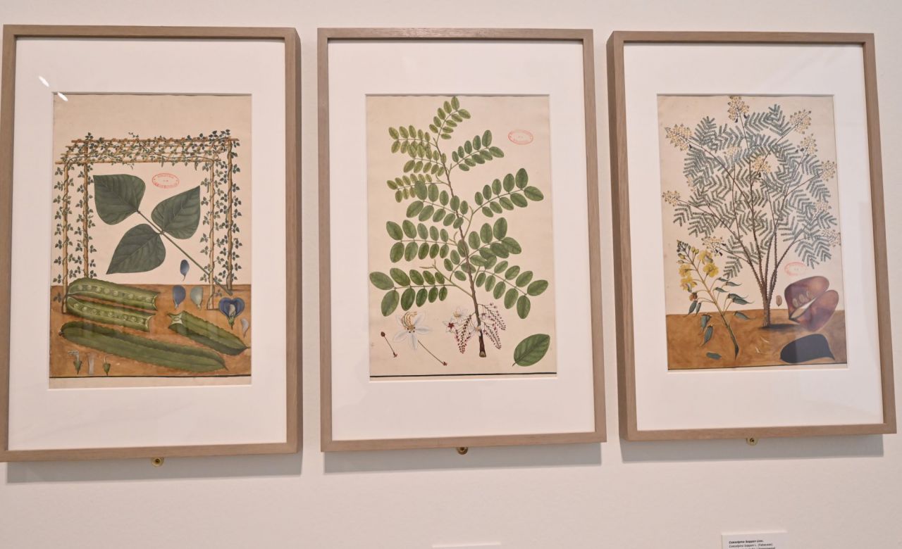 Platantas,botanico,laminas