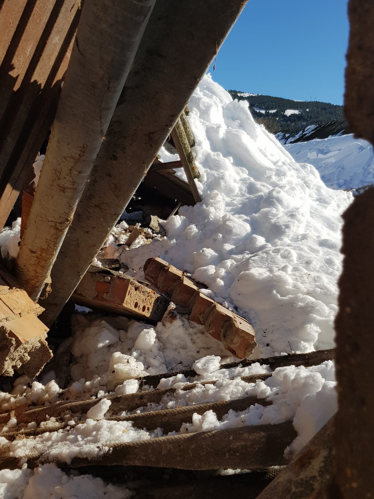 Filomena deja sin comer a más de 500 animales, derrumba naves y hunde invernaderos
