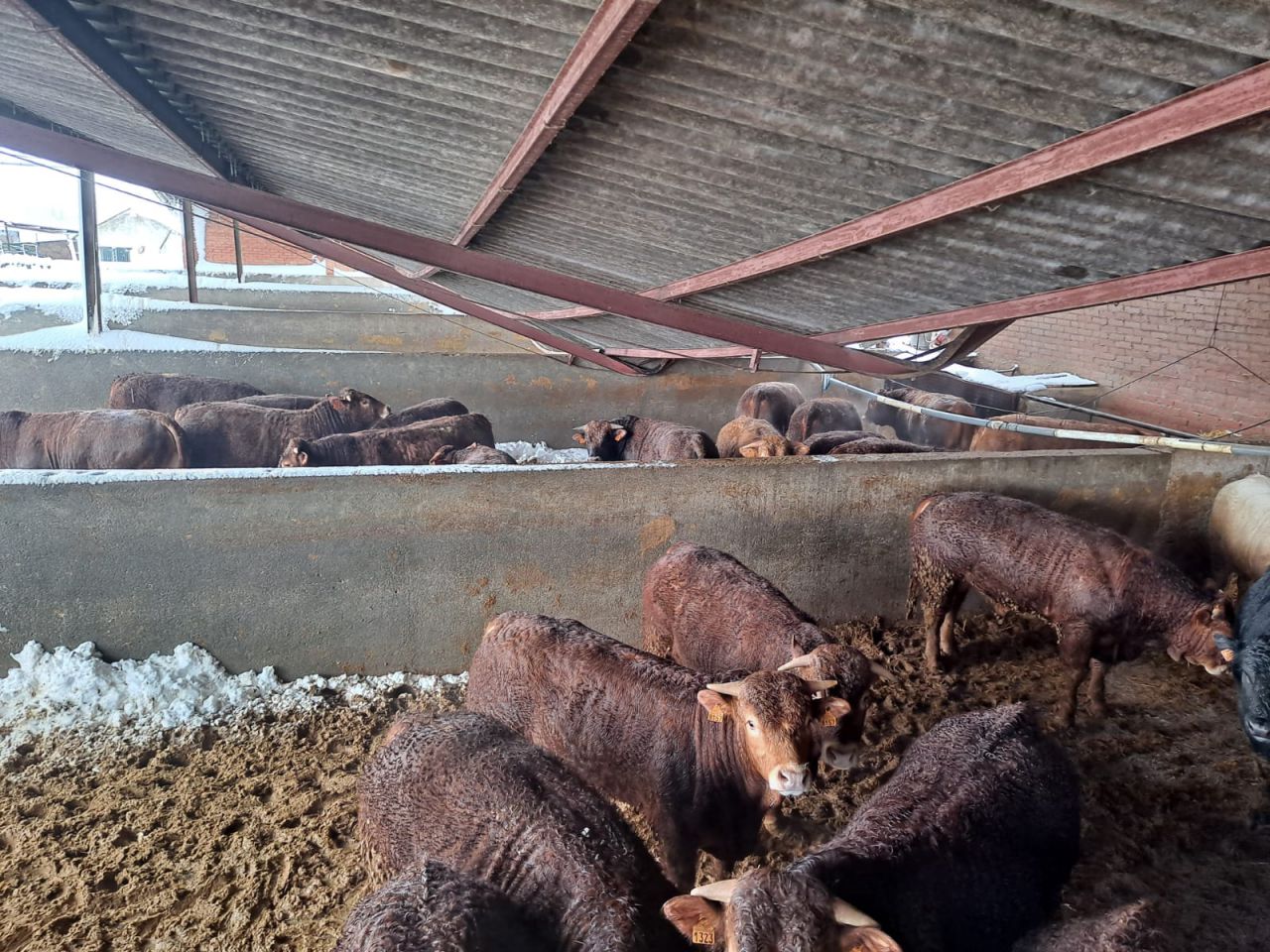 Filomena deja sin comer a más de 500 animales, derrumba naves y hunde invernaderos