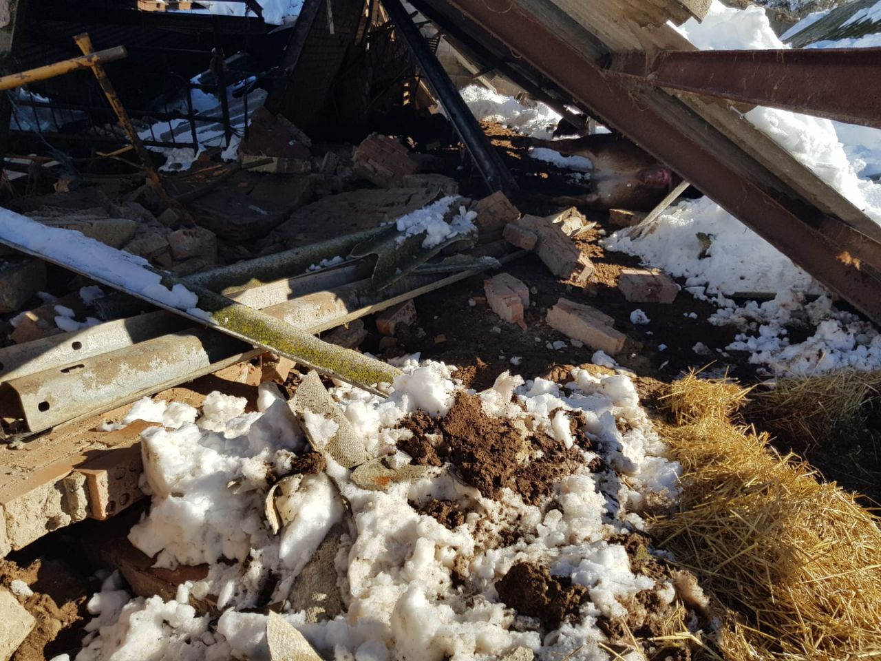 Filomena deja sin comer a más de 500 animales, derrumba naves y hunde invernaderos